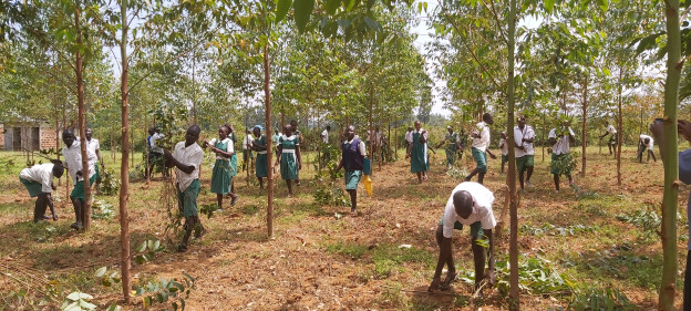 Children pruning tree branches at Yalusi Primary School